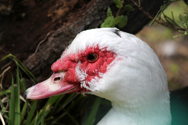 U16国足将在铜梁龙体育场踢4场亚预赛，璧铜线将加开列车