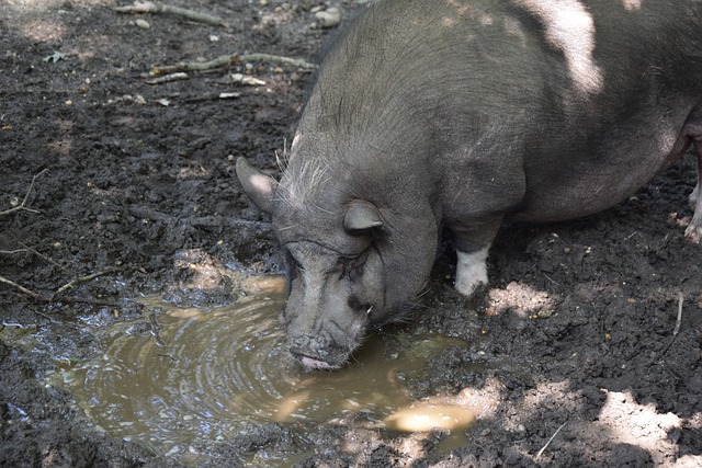 貝林厄姆並 貝林厄姆並