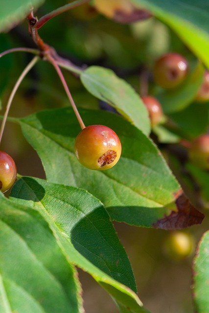 的季后赛对 的季后赛对